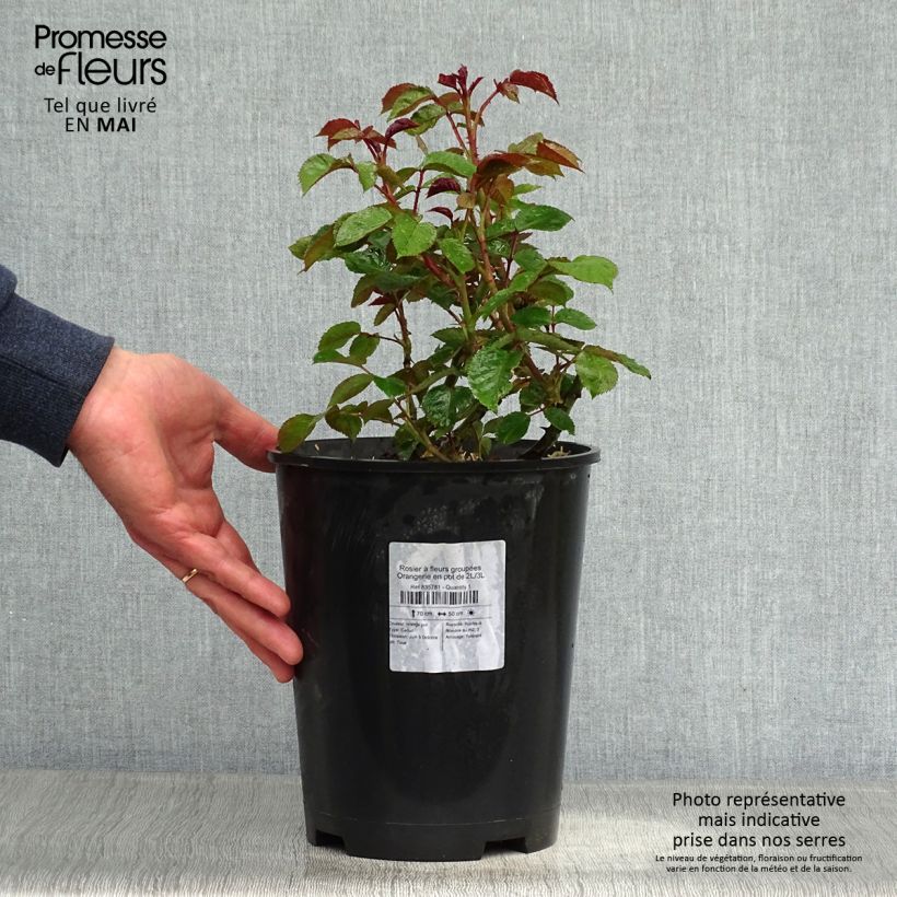 Spécimen de Rosier à fleurs groupées Orangerie Pot de 2L/3L tel que livré au printemps
