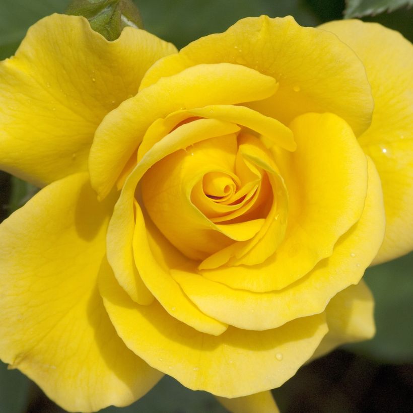 Rosier à pétales comestibles Picnic Bio (Flowering)