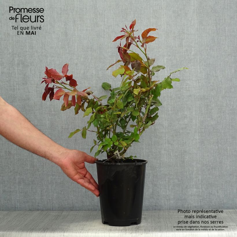 Example of Rosier à fleurs groupées Quinte Flush Pot de 4L/5L as you get in printemps