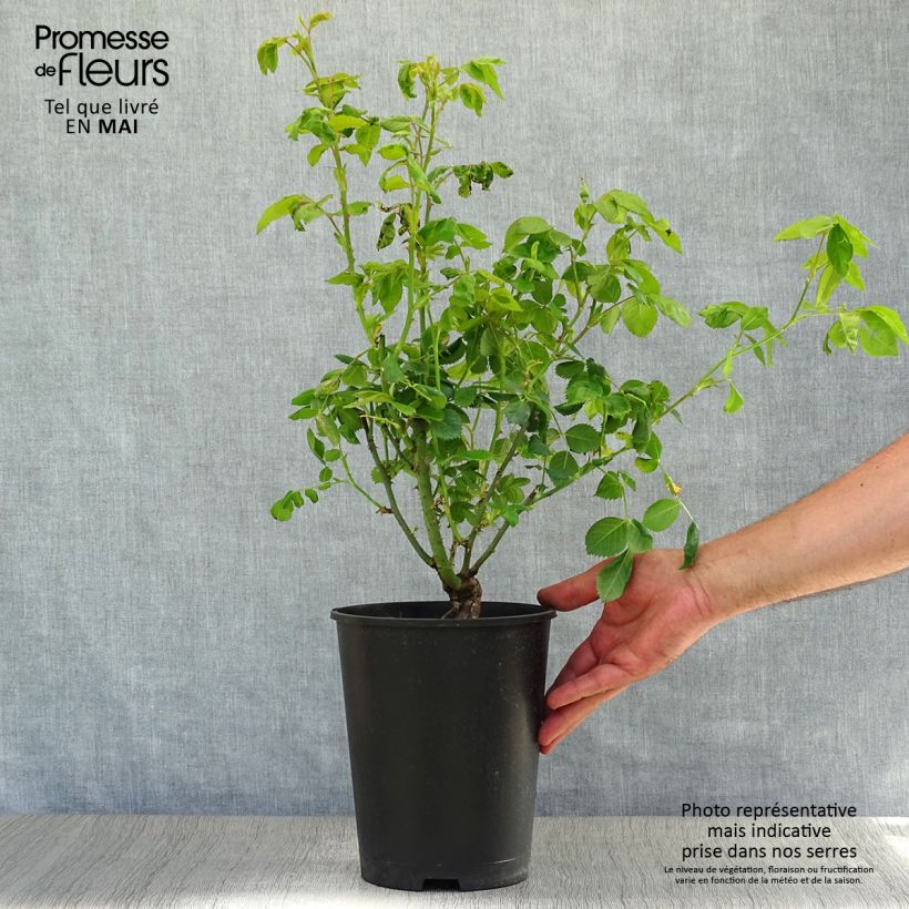 Example of Rosier à fleurs groupées Rhapsody In Blue Pot de 4L/5L as you get in printemps