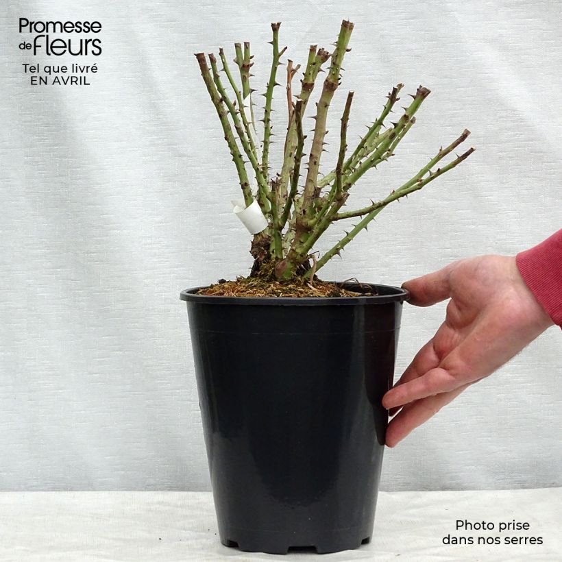 Spécimen de Rosier à fleurs groupées Rochemenier Village Pot de 4L/5L tel que livré au printemps