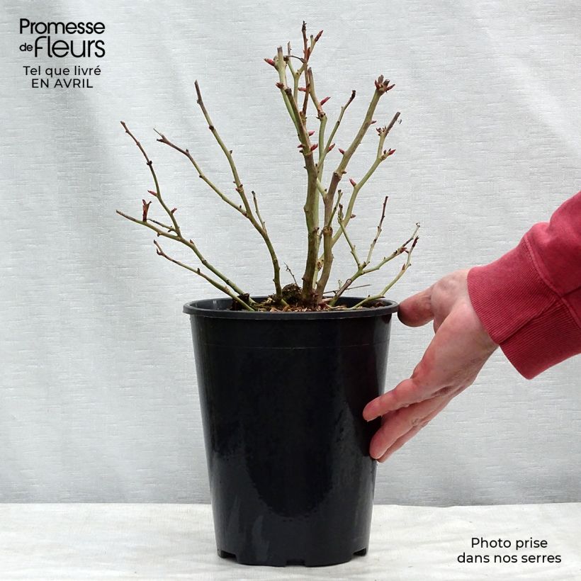 Spécimen de Rosier à fleurs groupées Schöne Koblenzerin Pot de 2L/3L tel que livré au printemps