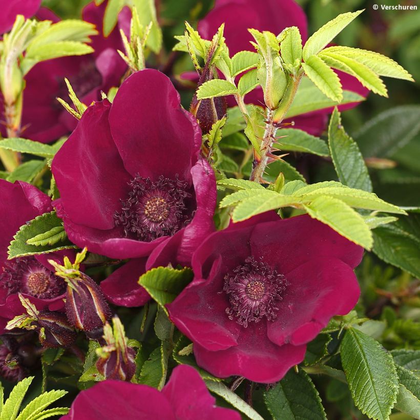 Rosier à fleurs groupées Strandperle Norderney - Rosa (x) rugosa (Flowering)