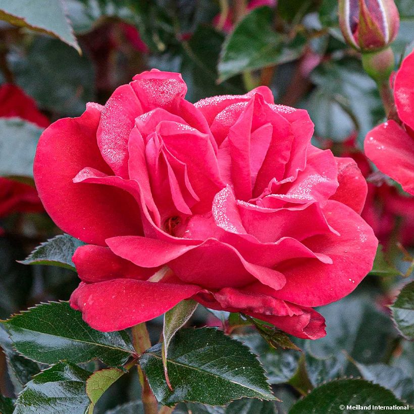 Rosier à fleurs groupées Rose du CICR® (Flowering)