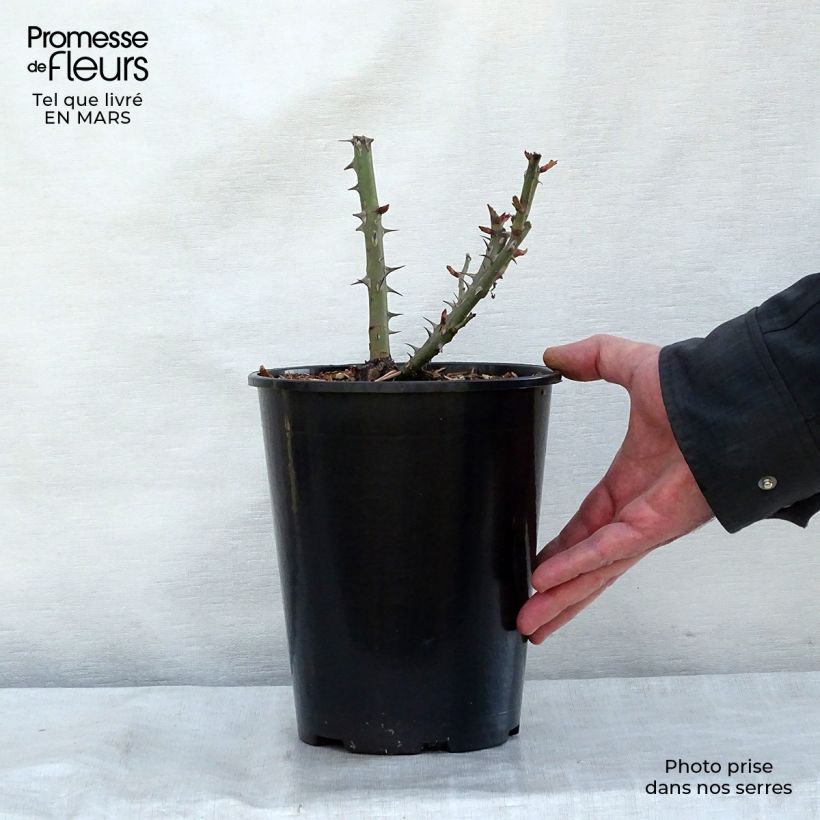 Example of Rosier à fleurs groupées Summer of Love Pot de 2L/3L as you get in printemps