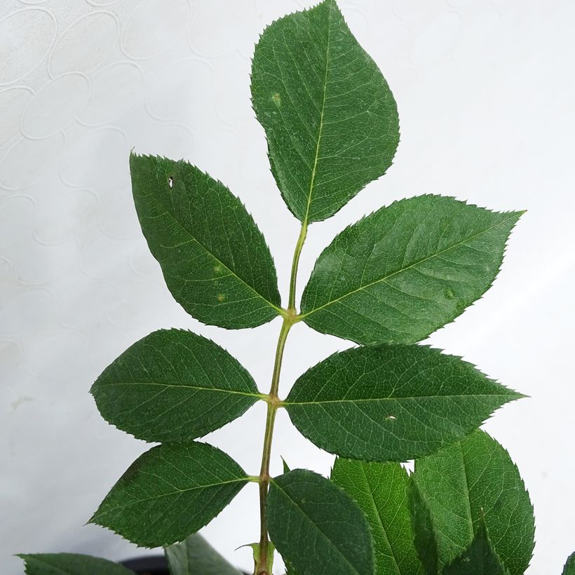 Rosier à fleurs groupées Ville de Saumur (Foliage)