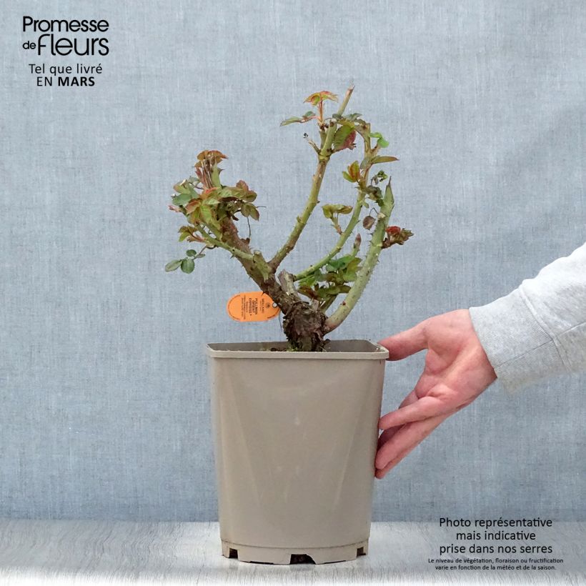 Spécimen de Rosier à grandes Fleurs Oriental Peace Pot de 4L/5L tel que livré au printemps