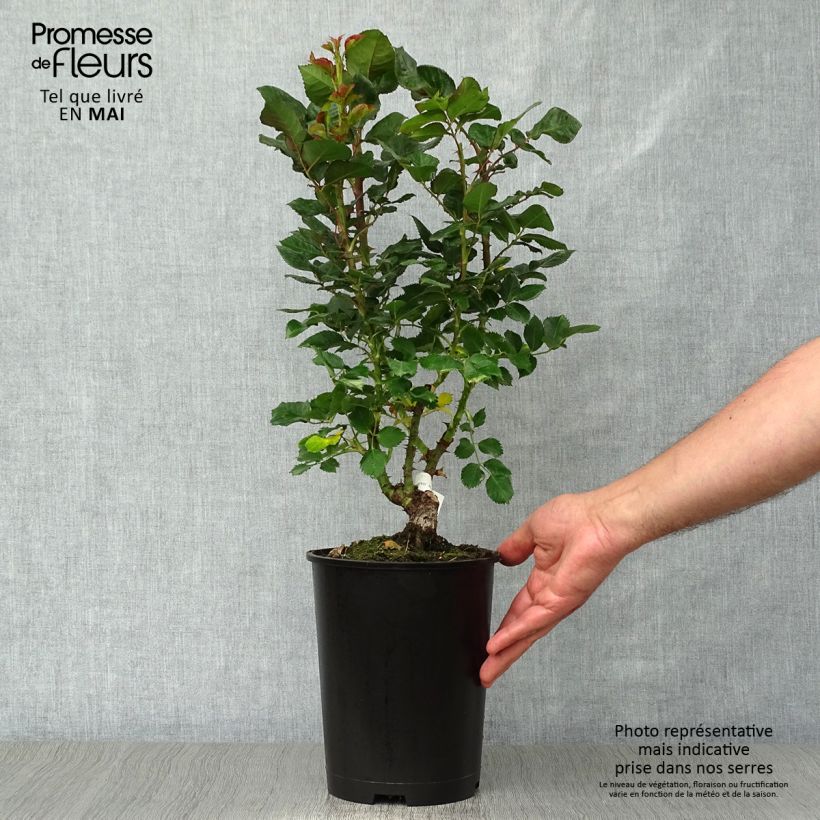 Example of Rosier à grandes fleurs Agnès B Pot de 4L/5L as you get in printemps