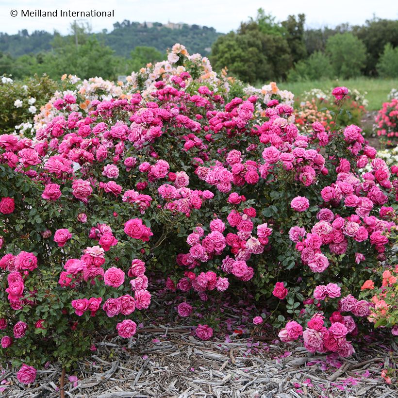Rosier à grandes fleurs Alexandre Astier (Plant habit)