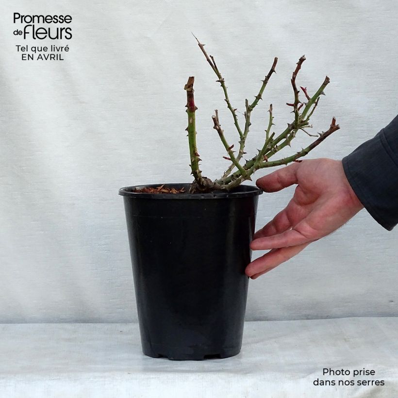 Example of Rosier à grandes fleurs Alissar Princess of Phoenicia Pot de 4L/5L as you get in printemps