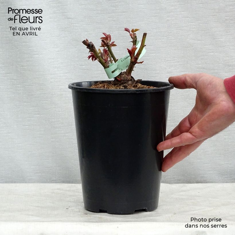 Example of Rosier à grandes fleurs Anastasia Pot de 4L/5L as you get in printemps