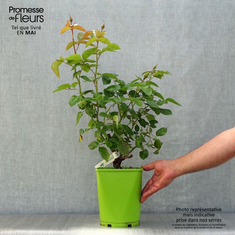 Example of Rosier à grandes fleurs André Eve Pot de 4L/5L as you get in printemps