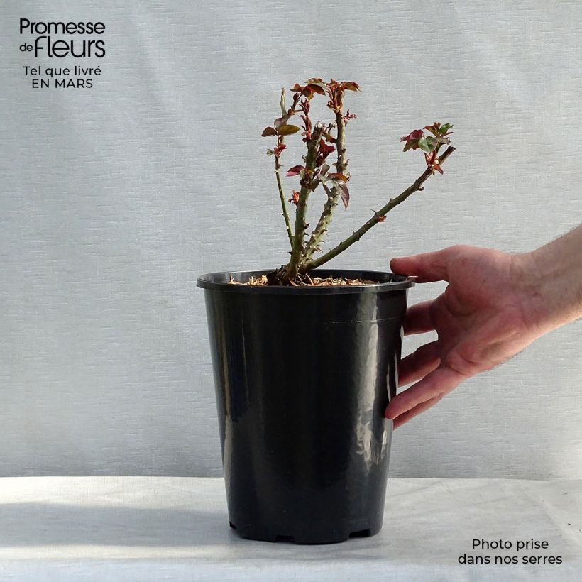 Example of Rosier à grandes fleurs André Willemse Pot de 4L/5L as you get in printemps