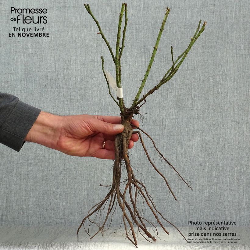 Spécimen de Rosier à grandes fleurs Annapurna Racines nues tel que livré en automne