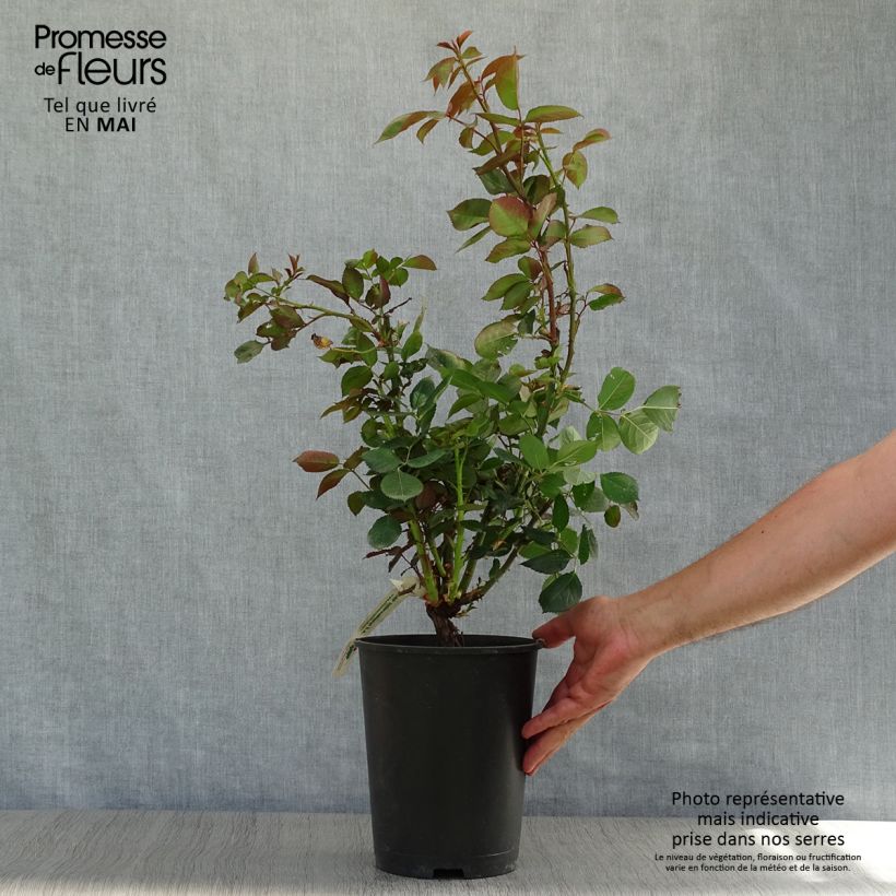 Example of Rosier à grandes fleurs Anne Vanderlove Pot de 4L/5L as you get in printemps
