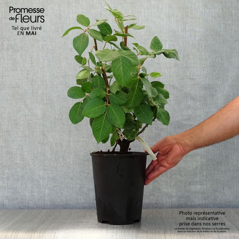 Example of Rosier à grandes fleurs Baie des Anges Pot de 4L/5L as you get in printemps