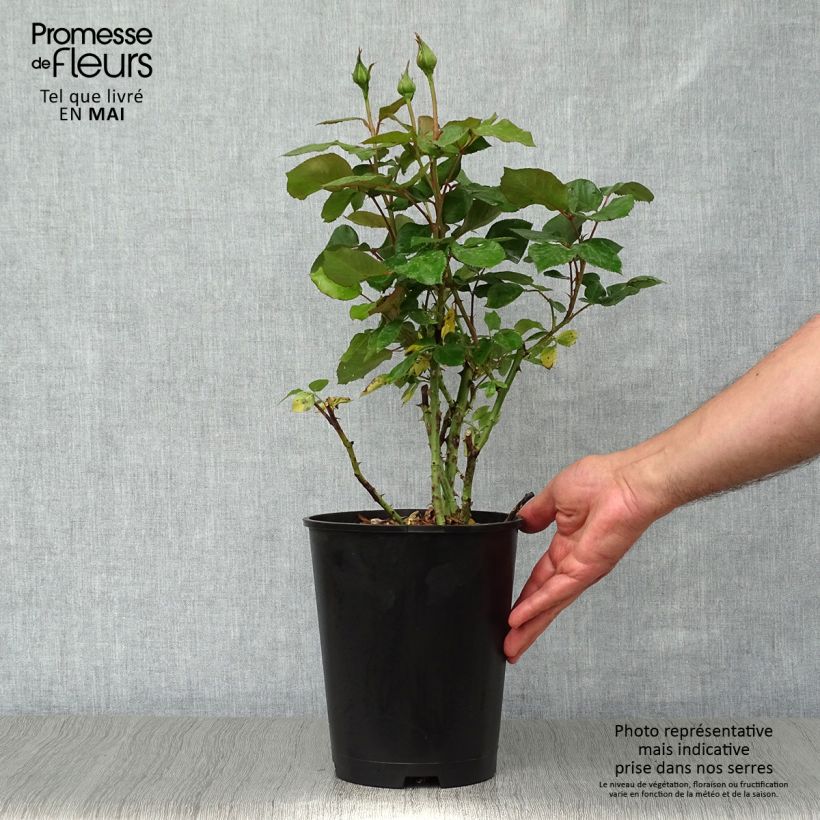 Example of Rosier à grandes fleurs Barbados Pot de 4L/5L as you get in printemps