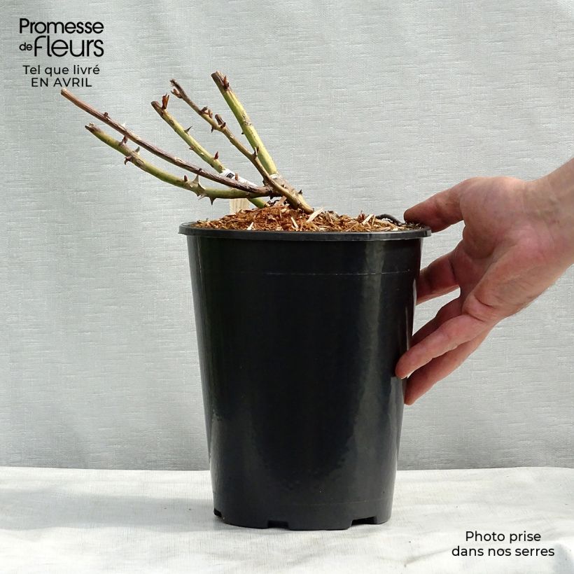Example of Rosier à grandes fleurs Belle du Seigneur Pot de 4L/5L as you get in printemps