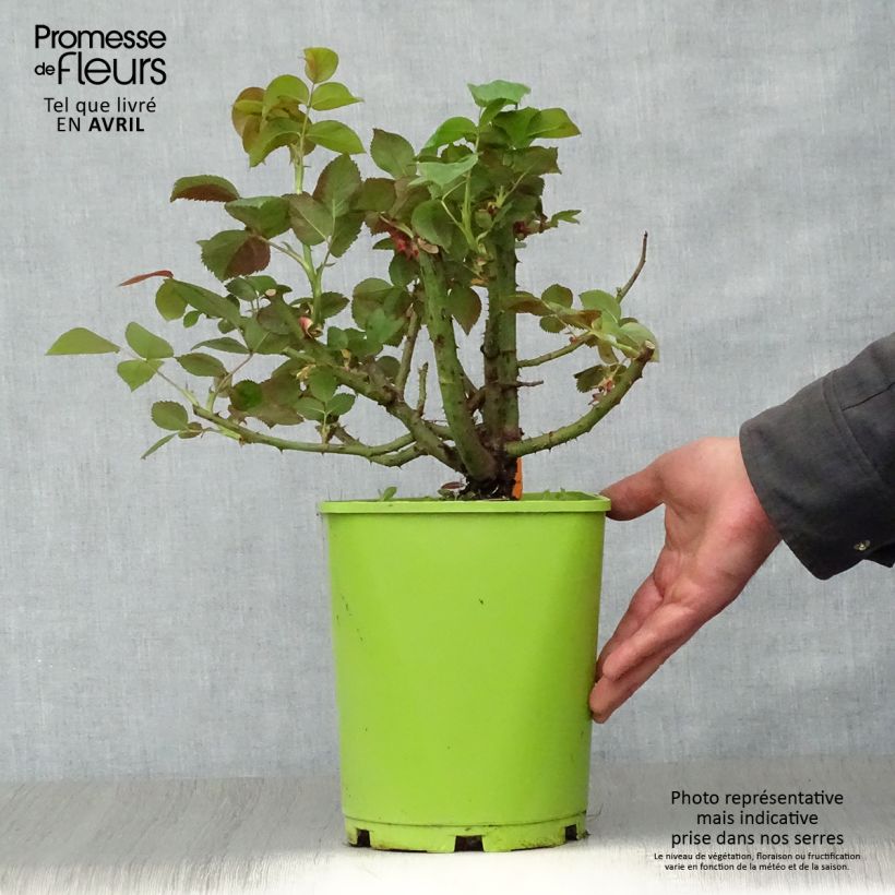 Example of Rosier à grandes fleurs Belles Rives Pot de 4L/5L as you get in printemps