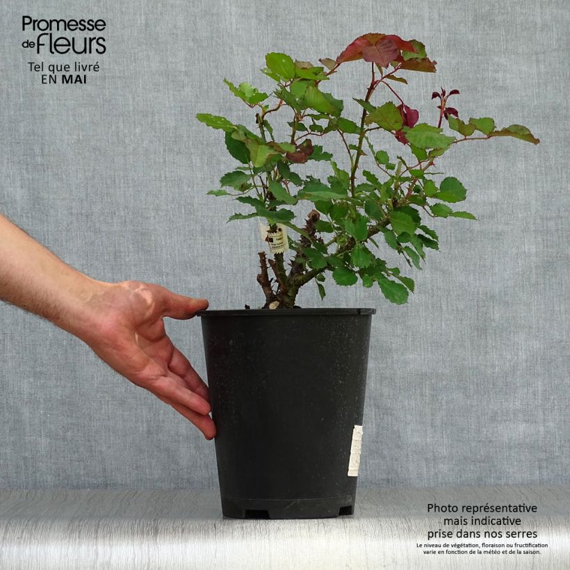 Example of Rosier à grandes fleurs Berthe Morisot Pot de 3L/4L as you get in printemps