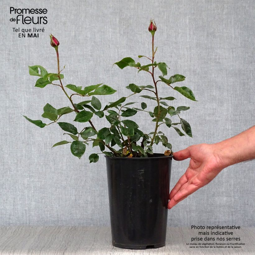 Example of Rosier à grandes fleurs Blue River Pot de 3L/4L as you get in printemps