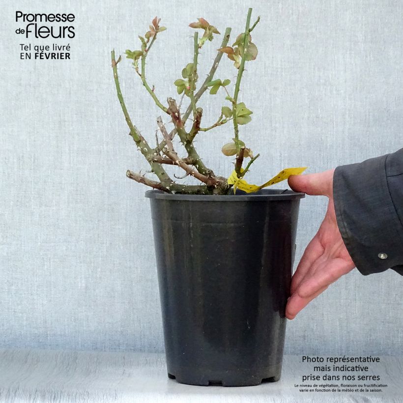Spécimen de Rosier à grandes fleurs Boréale  Pot de 4L/5L tel que livré en hiver