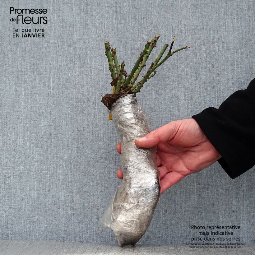 Example of Rosier à grandes fleurs Broceliande Racines nues en motte as you get in hiver