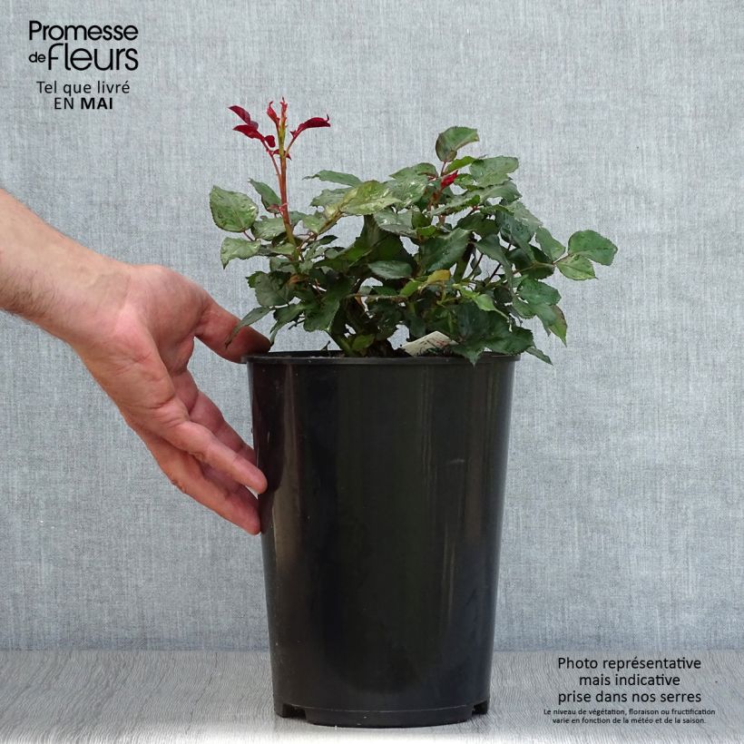 Example of Rosier à grandes fleurs Broceliande Pot de 4L/5L as you get in printemps