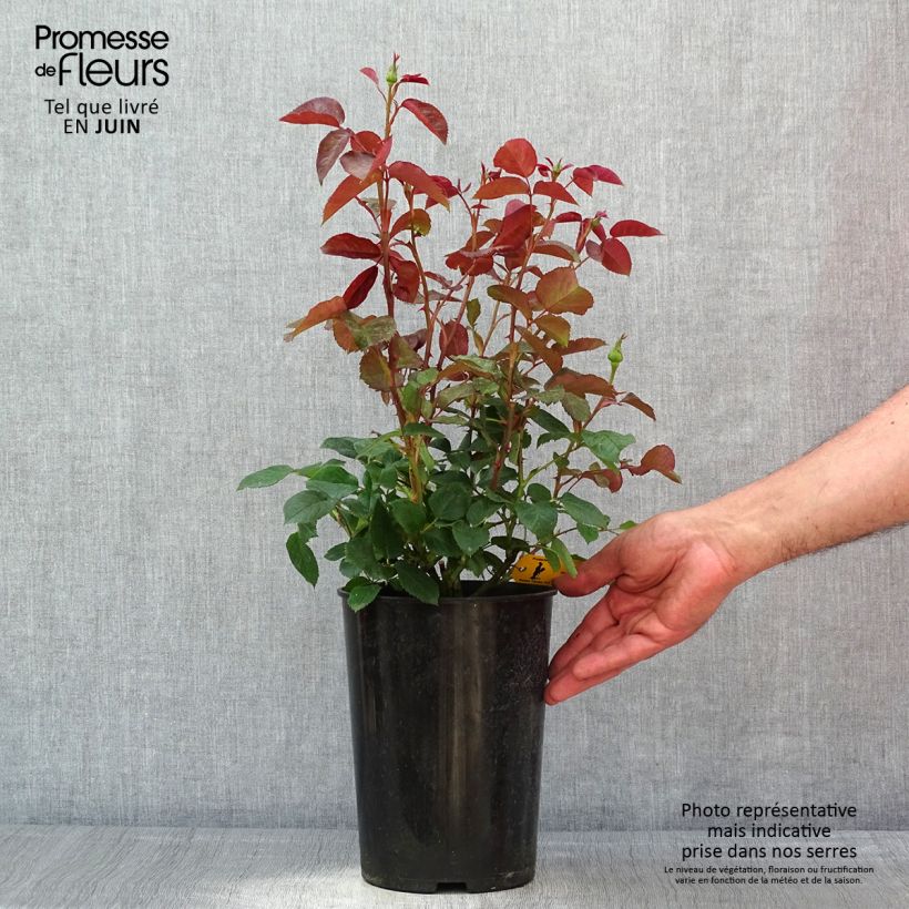 Example of Rosier à grandes fleurs Candlelight Pot de 4L/5L as you get in printemps