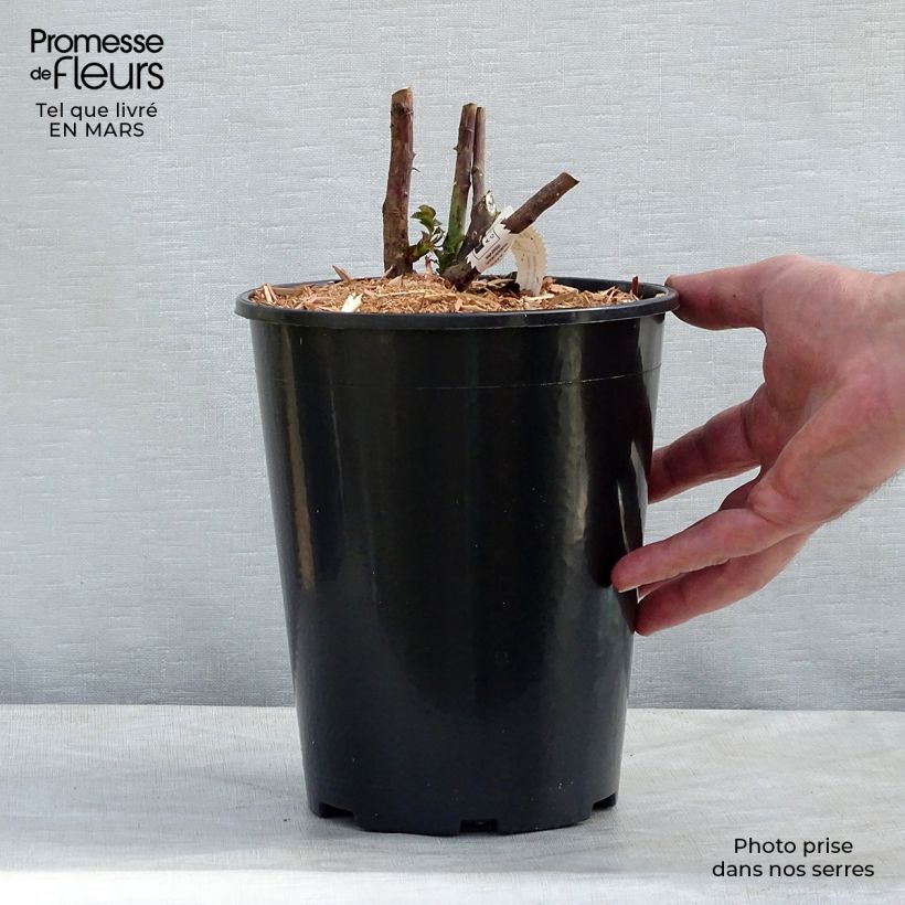 Example of Rosier à grandes fleurs Château de Cheverny Pot de 3L/4L as you get in printemps