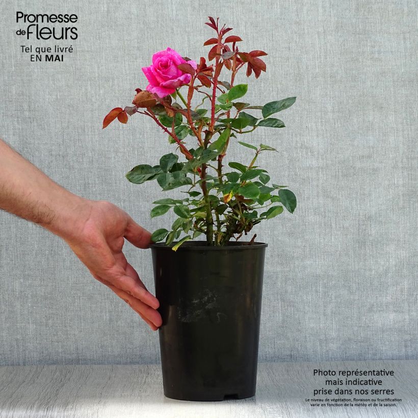 Example of Rosier à grandes fleurs Claire Marshall Pot de 2L/3L as you get in printemps