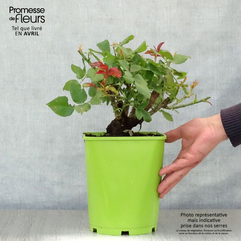 Spécimen de Rosier à grandes fleurs Claude Brasseur Pot de 4L/5L tel que livré au printemps