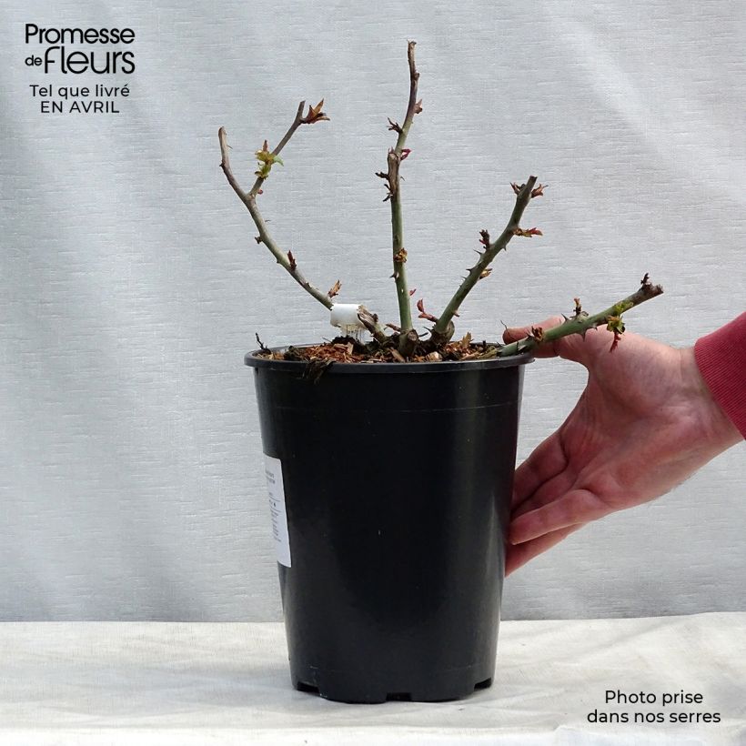 Example of Rosier à grandes fleurs Claude Monet Pot de 3L/4L as you get in printemps