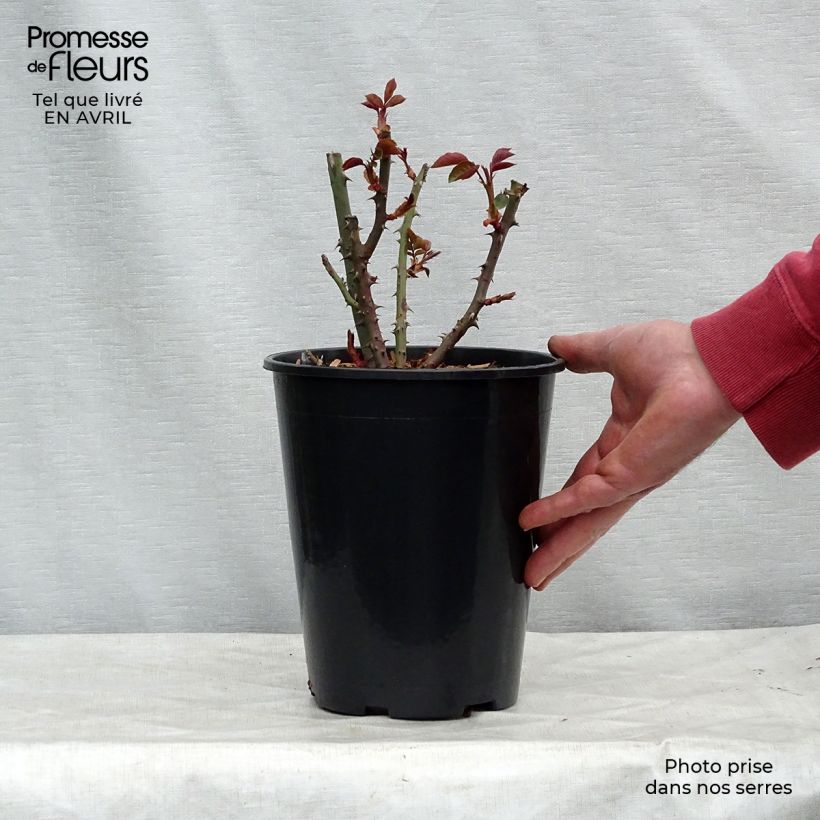 Example of Rosier à grandes fleurs Courage Pot de 4L/5L as you get in printemps