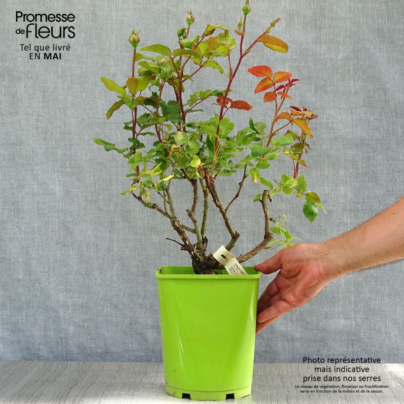 Example of Rosier à grandes fleurs Crazy Fashion Pot de 4L/5L as you get in printemps