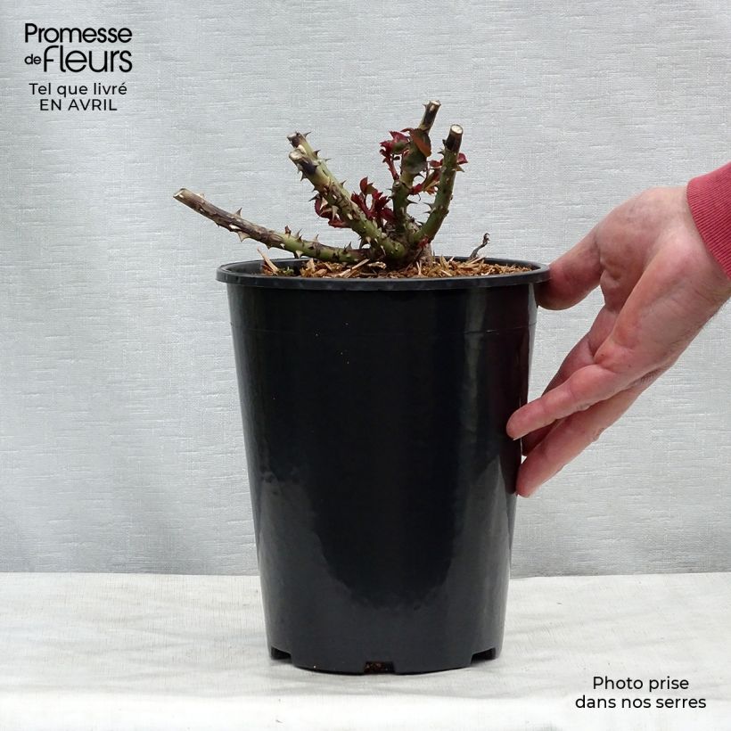 Example of Rosier à grandes fleurs Dame de Coeur Pot de 4L/5L as you get in printemps