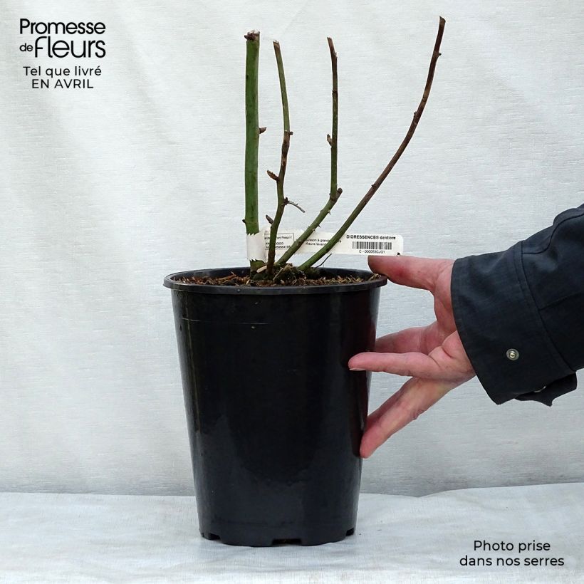 Example of Rosier à grandes fleurs Dioressence Pot de 4L/5L as you get in printemps