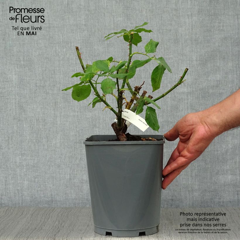 Example of Rosier à grandes fleurs Double Delight Pot de 4L/5L as you get in printemps