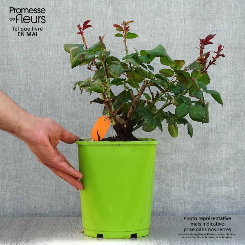 Example of Rosier à grandes fleurs Eddy Mitchell Pot de 4L/5L as you get in printemps