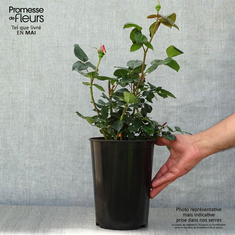 Example of Rosier à grandes fleurs Elle Pot de 4L/5L as you get in printemps