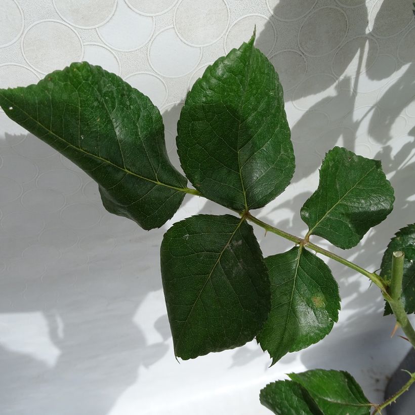 Rosier à grandes fleurs Eriko Takeda (Foliage)