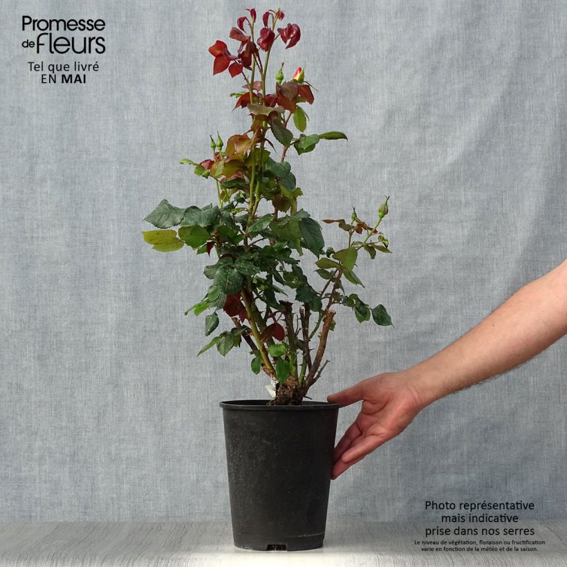 Example of Rosier à grandes fleurs Eriko Takeda Pot de 4L/5L as you get in printemps