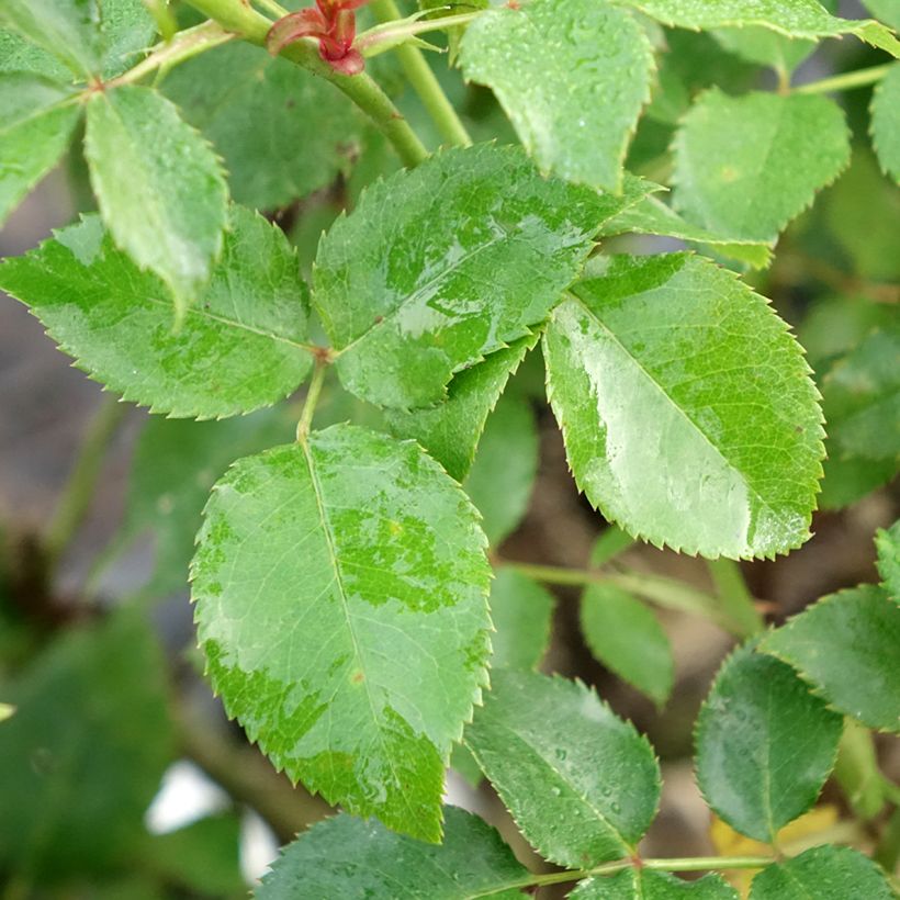 Rosier à grandes fleurs Espoir d'Anjou (Foliage)