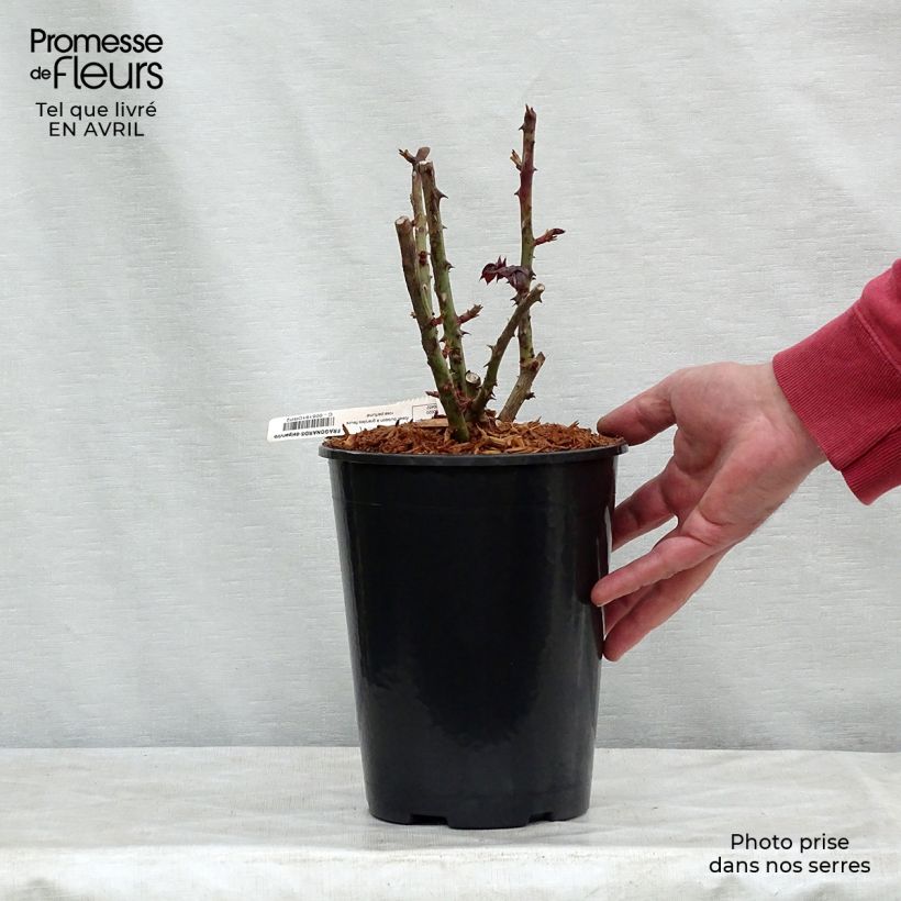 Example of Rosier à grandes fleurs Fragonard Pot de 3L/4L as you get in printemps