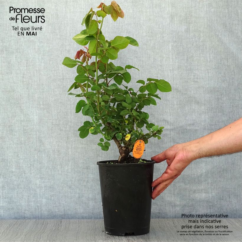 Spécimen de Rosier à grandes fleurs Frédéric Mistral  Pot de 4L/5L tel que livré au printemps