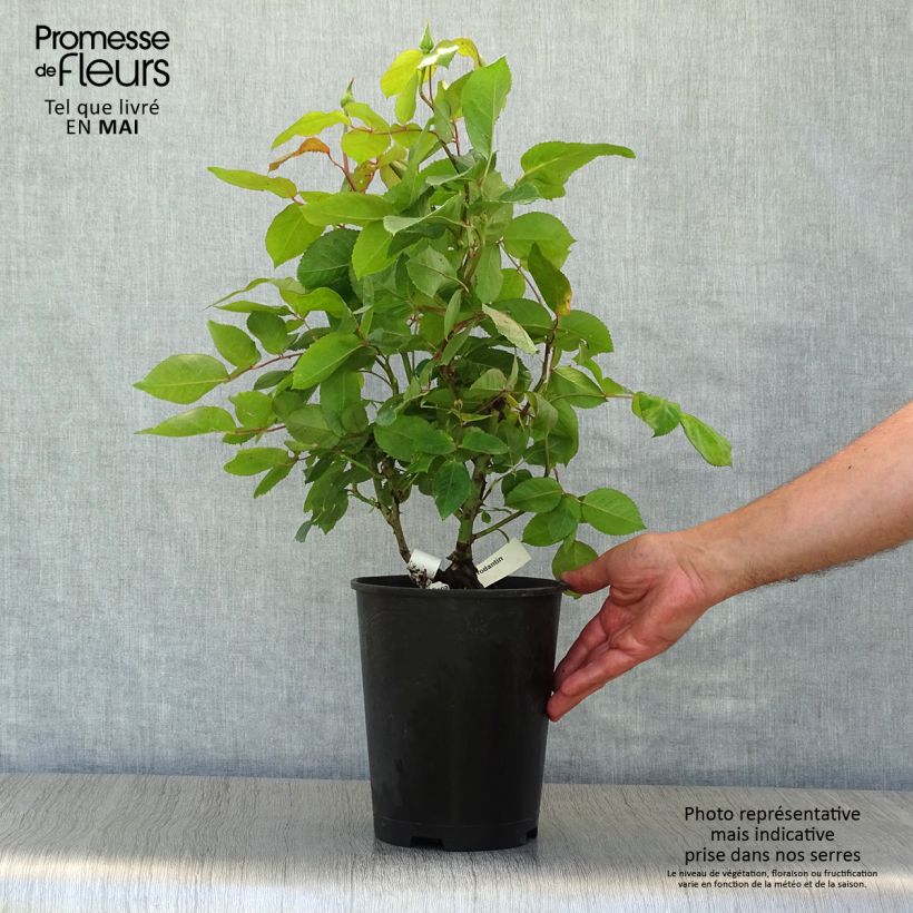 Example of Rosier à grandes fleurs Gérard Depardieu Pot de 4L/5L as you get in printemps