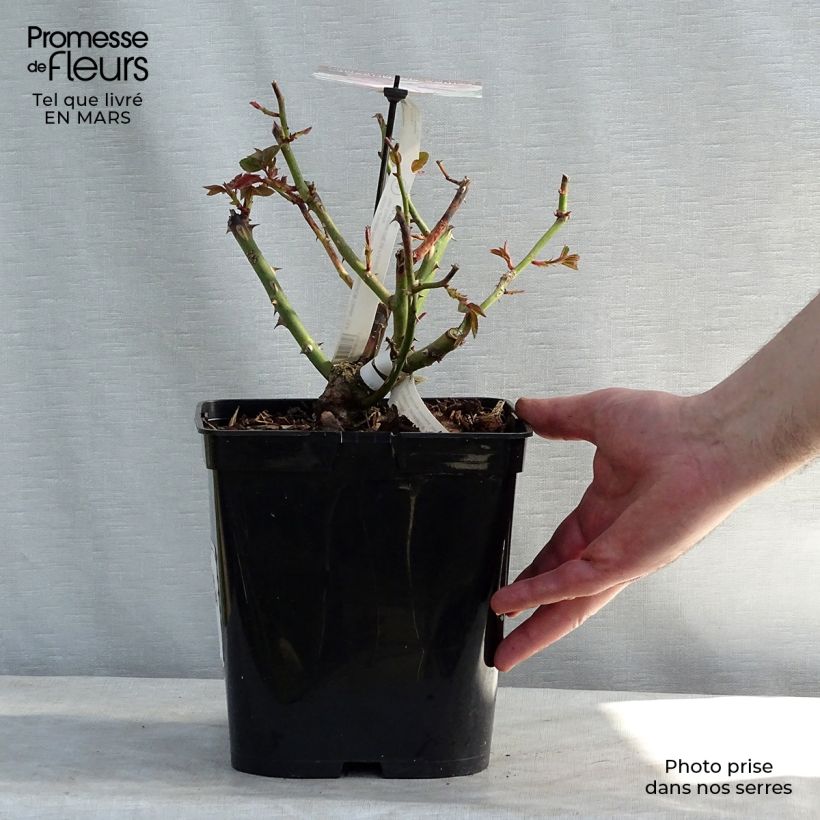 Example of Rosier à grandes fleurs Gilles de Brissac Pot de 4L/5L as you get in printemps