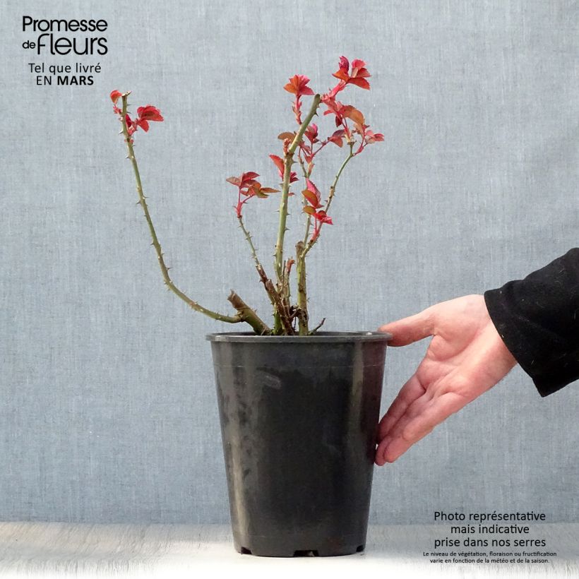 Example of Rosier à grandes fleurs Grande Amore Pot de 4L/5L as you get in printemps