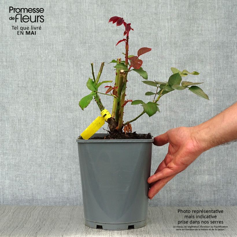 Example of Rosier à grandes fleurs Hacienda Pot de 4L/5L as you get in printemps