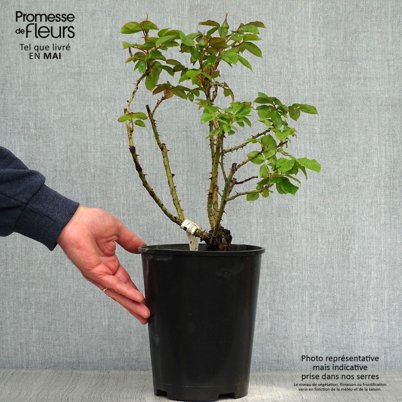 Example of Rosier à grandes fleurs Henri Matisse Pot de 3L/4L as you get in printemps